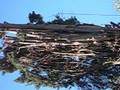 coronado tree service