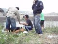 MANCING BUAYA MANCING BUAYA