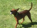 Sniff och Oscar - running free