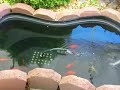 Fishpond, Canopy, Misc Fishpond, Canopy, Misc