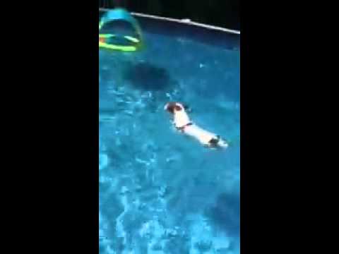 Lola loves to swim