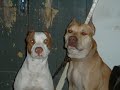danger game dogs 3 danger game dogs 3