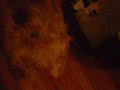 My cute doggie playin with a plushie.....   [Pt. 2]