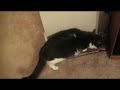 Cat Scratcher Fight