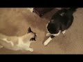 Cat Scratcher Fight
