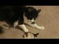 Cat Scratcher Fight