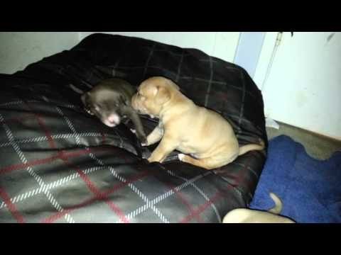 Who doesnt love clean Puppy fun