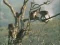 macacos danadinhos