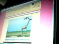videos de yetisports-flamingo drive