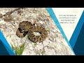 Rattlesnake Search Team In Southampton, July 2026
