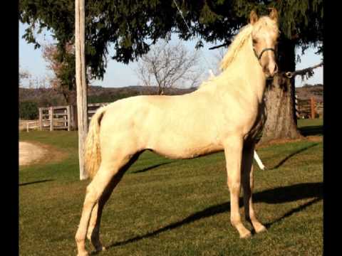 horses grand national