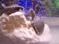 turtle.html