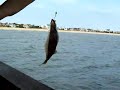 Ocean View Pier Fluke