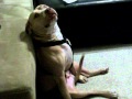 my dog is packin!!! so funny lol
