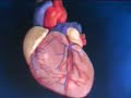 Wanhoffs Wunderbare Welt der Wissenschaft - WPW-Syndrom