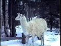 Alaska  Huskies: Dog Mushing