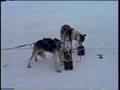Alaska  Huskies: Dog Mushing