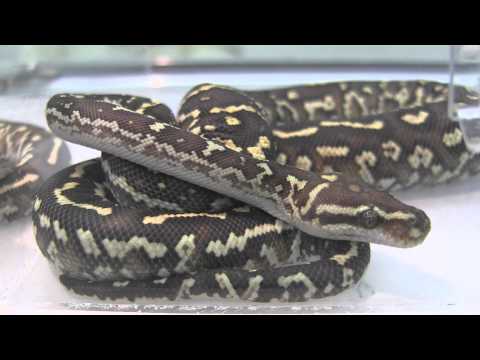 YouTube reptile video