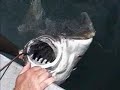 190 lb Halibut 190 lb Halibut