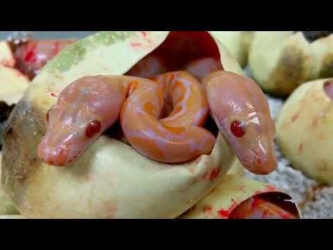 YouTube reptile video