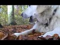 Golden Retriever   THE MOVIE