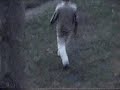lt video