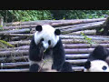Panda sneezing Panda sneezing