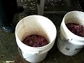 Travel Japan: Local Fish Factory in Yugawara
