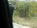 Buffalo passing our car @ Krugerpark 