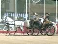 Feira Nacional do Cavalo - Goleg�