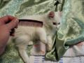 Котёнка Эльза играет с расчёской. Kitten of Elza plays with a hairbrush.