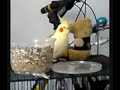 Yawning Cockatiel