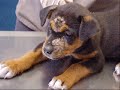 ASPCA ASPCA