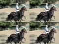 ALQUIMISTA CABALLO PASO FINO MOD. TROCHA Y GALOPE