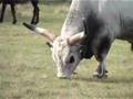 531 Hortobágy magyar szürke bika legel,  Gray cattle bull