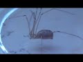Zitterspinnen (Pholcidae) - House Spider - Daddy Long Legs