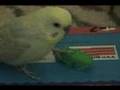 pet bird toys, pet bird toy