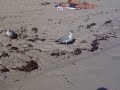 Art Basel 2006 - South Beach Seagulls