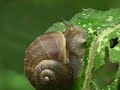 parachute: 06 v 1.1 (Snails) parachute: 06 v 1.1 (Snails)