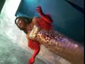 Scher Marie nas Ter�as do �ncora do Marujo