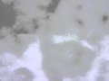 動画を再生