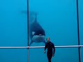 Orca Dream Orca Dream