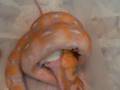 Python Reticulated ( Python Reticulatus ) Albino Purple