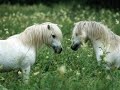 dedicated-to-magibon-mririan.html