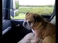 engelse bulldog on tour engelse bulldog on tour
