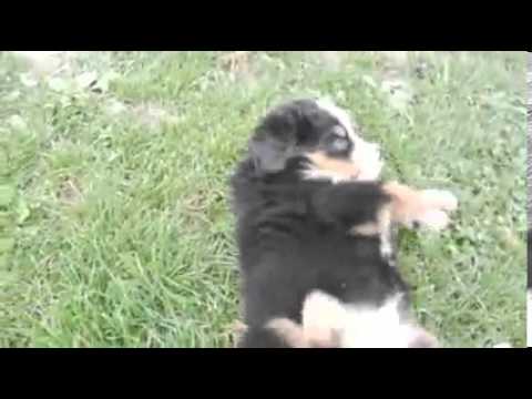 Toledo Ohio Puppies girl 2 (only 2 girls left)