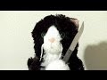 Smosh-Cat-Soup-legen