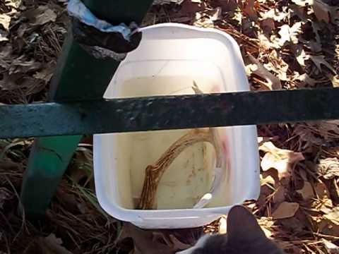 how to whiten deer antlers