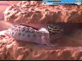 leopard-gecko-video-tired-and-sleepy.html
