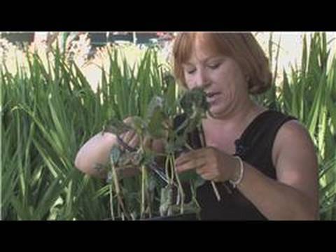 how to plant hydrangeas flowers